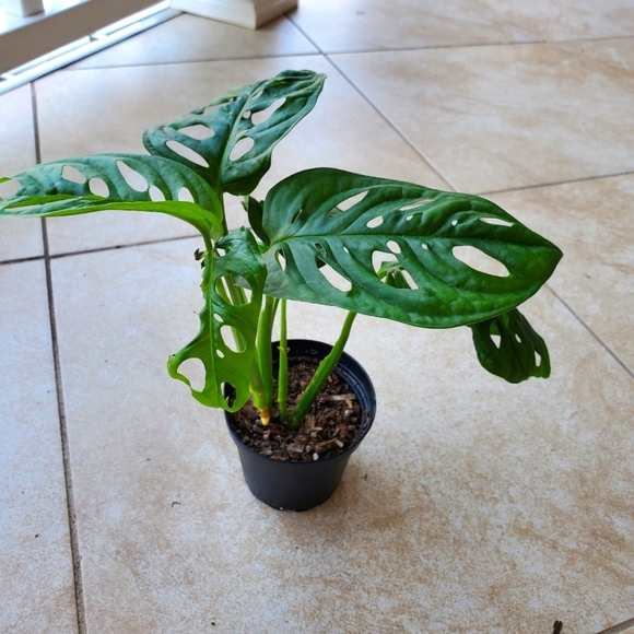 SOLD Monstera Adansonii (DD) | 3" pot - Picture 4 of 9